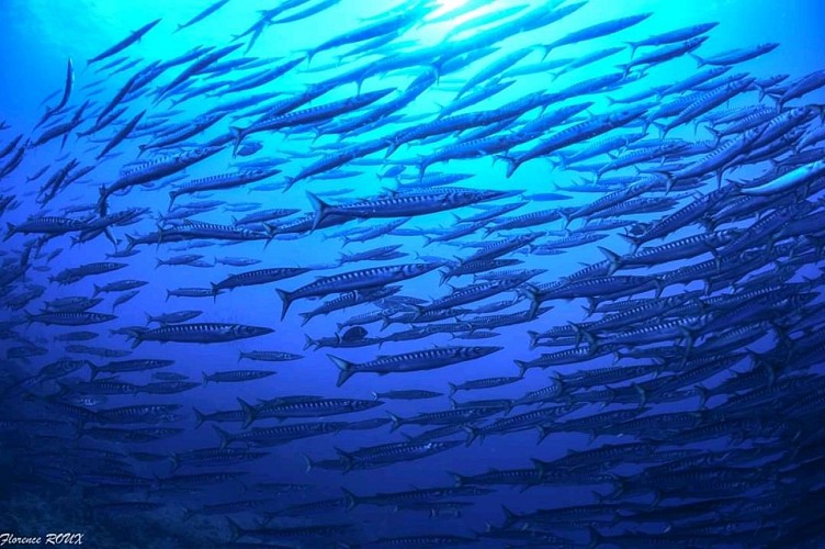 Explorations - Lecques Aquanaut