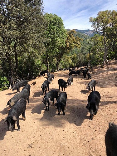 U Porcu Ranger Maxence Finidori