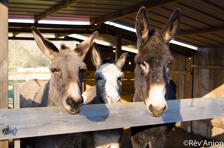 Ride with a donkey