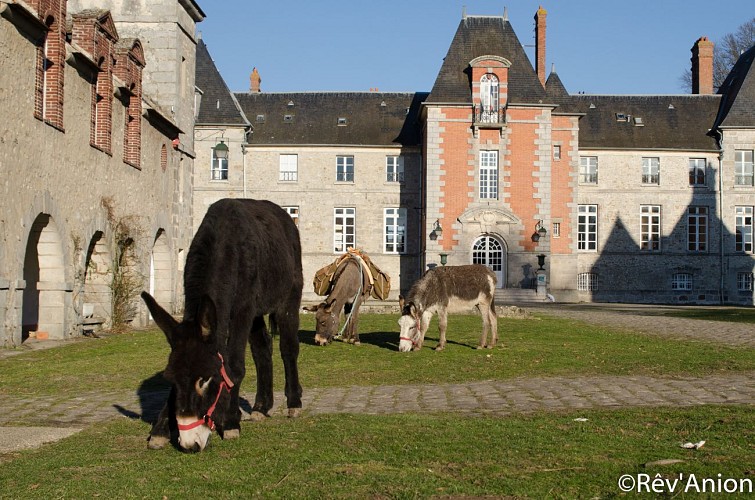 Balade avec un âne