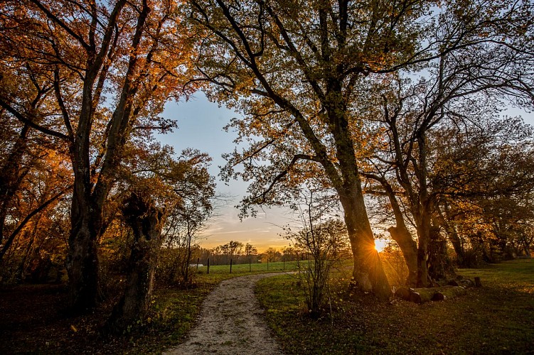 Bocage bressan du Sougey, ENS de l'Ain