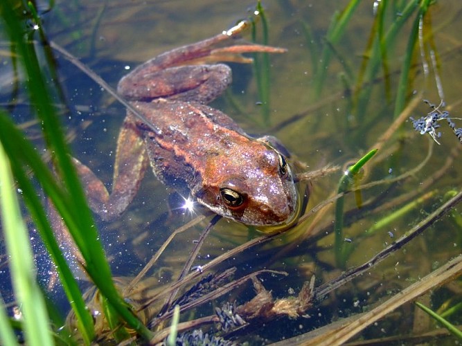 Grenouille rousse