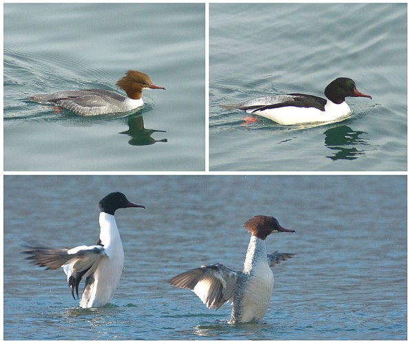 The Goosander