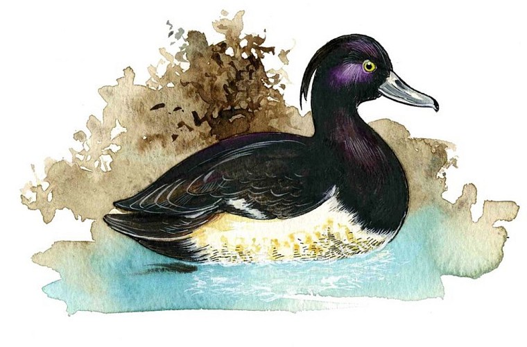Les oiseaux du lac d'Annecy
