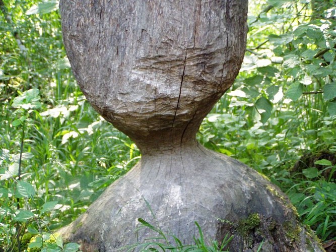 Signs of the beaver presence