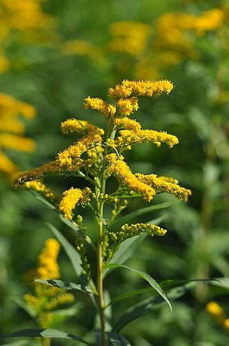 Invasive non-native plants