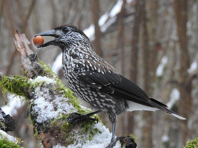 Le cassenoix moucheté