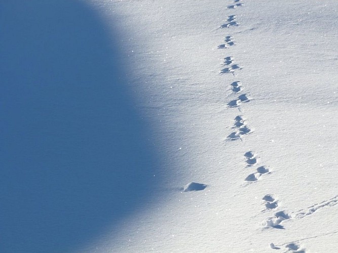 The European brown hare