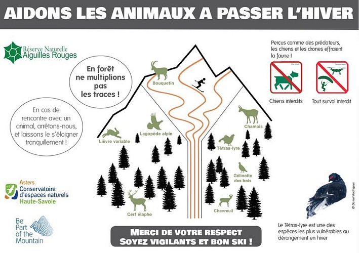 A la rencontre d'un animal sauvage, que faire ?