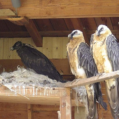Bearded vulture reintroduction programme