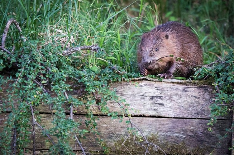 The Eurasian beaver: a protected species