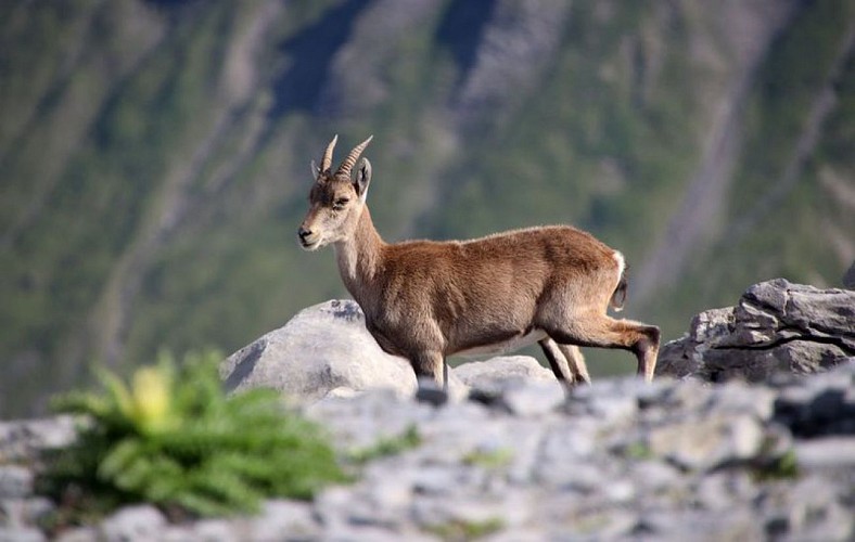 Un échantillon de la faune alpine