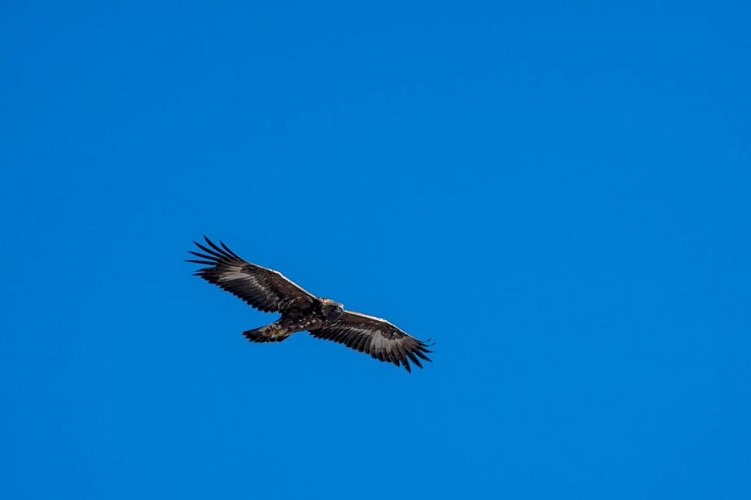 Aigle royal en vol
