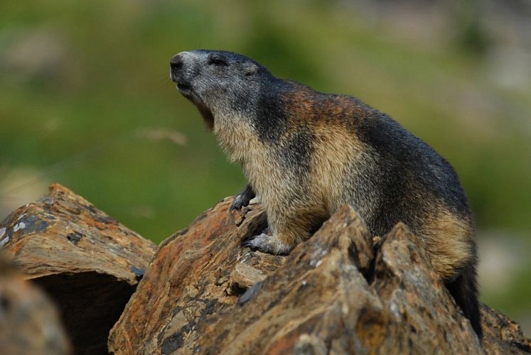 Marmotte