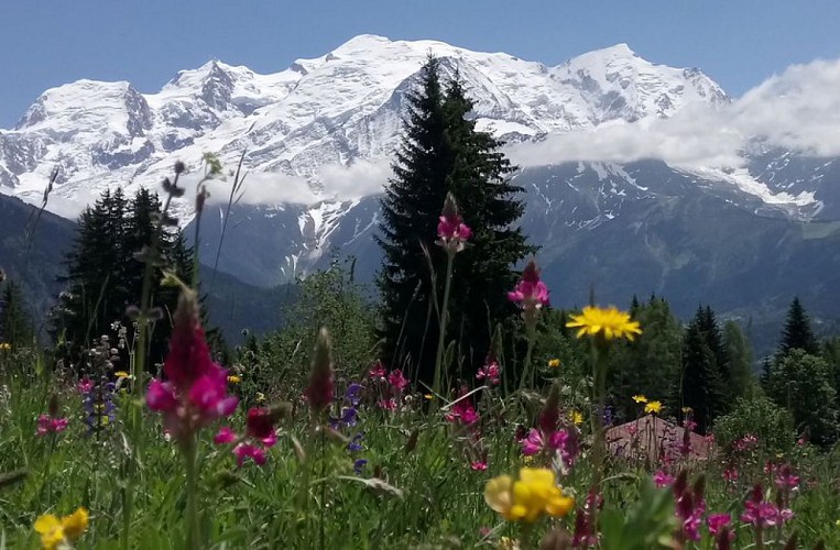Le Mont-Blanc depuis une prairie fleurie de Plaine-Joux
