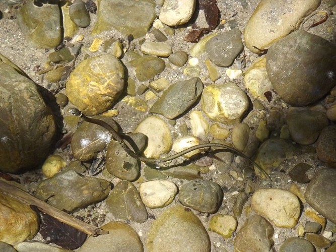 The Grass Snake