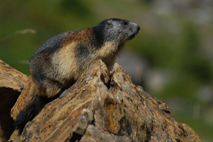 La marmotte des Alpes