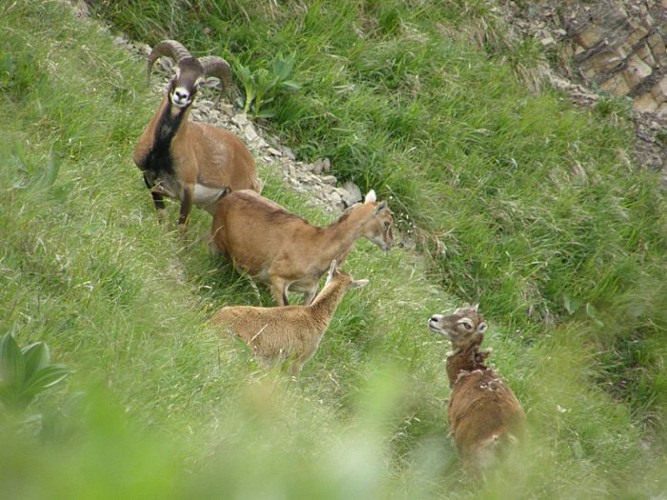Le mouflon, l'ongulé aux cornes enroulées
