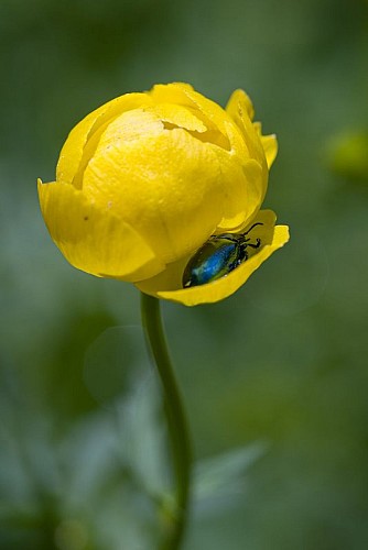 The golden ball: Globeflower