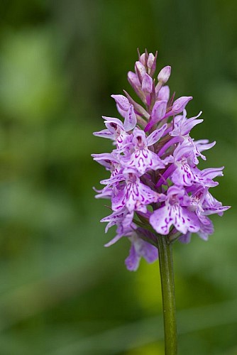 Les orchidées sont aussi sauvages!