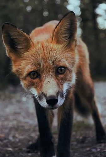 Fox pee myth