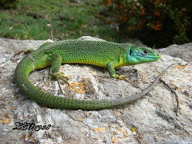 Le lézart vert