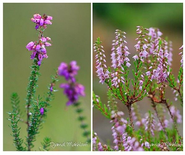 Bruyère ou callune?