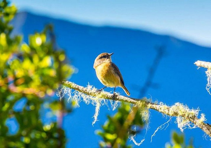 Randonnée guidée vers La Chapelle dans le cirque de Cilaos, à La Réunion