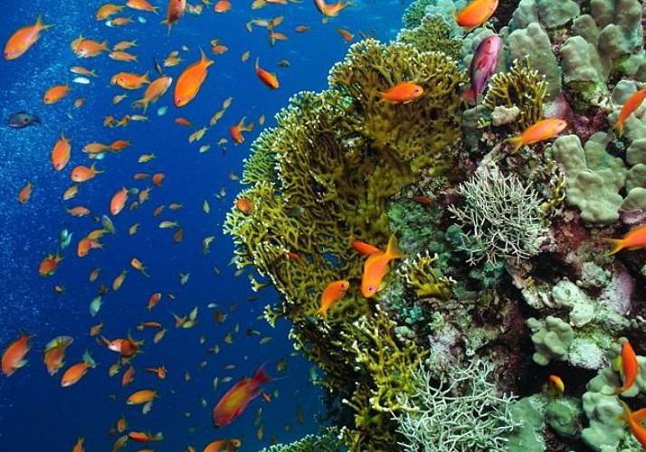 Plongée sous-marine à Zanzibar (tous niveaux)
