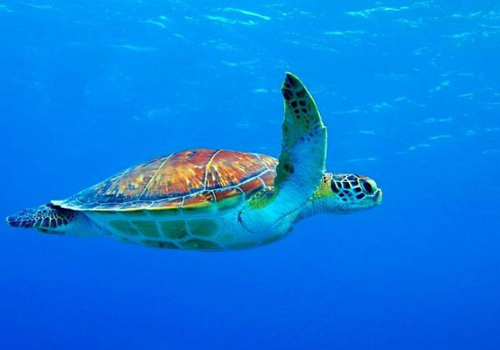 Plongée sous-marine à Zanzibar (tous niveaux)