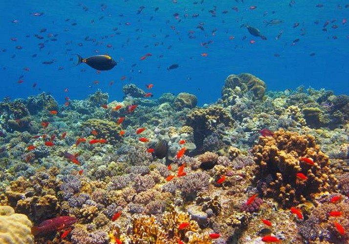 Plongée sous-marine à Zanzibar (tous niveaux)