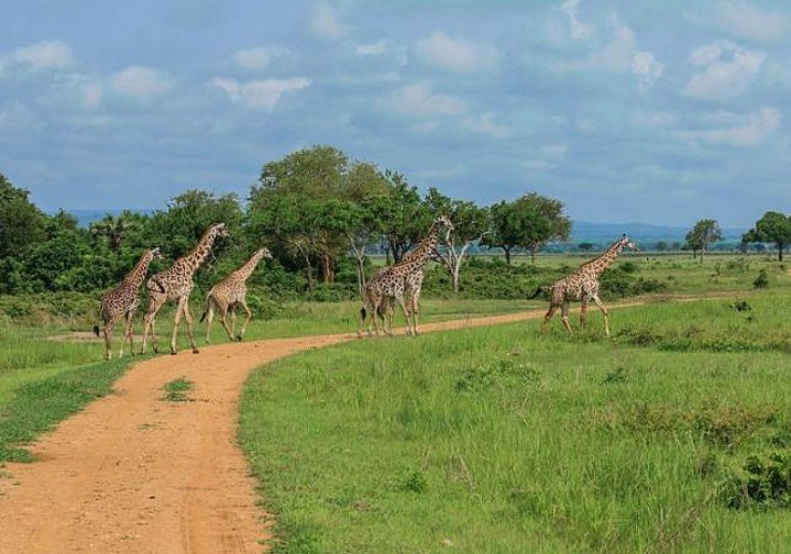 Safari d’une journée au parc de Saadani (Tanzanie) – Transferts hôtels inclus et traversée en bateau depuis Zanzibar