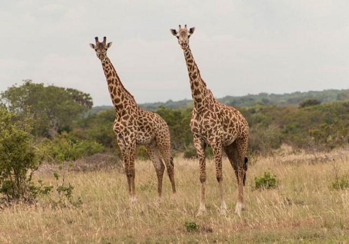 Safari d’une journée au parc de Saadani (Tanzanie) – Transferts hôtels inclus et traversée en bateau depuis Zanzibar