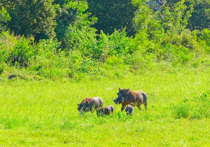 Safari d’une journée au parc de Saadani (Tanzanie) – Transferts hôtels inclus et traversée en bateau depuis Zanzibar