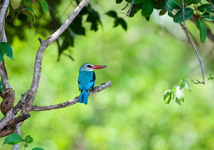 Safari d’une journée au parc de Saadani (Tanzanie) – Transferts hôtels inclus et traversée en bateau depuis Zanzibar