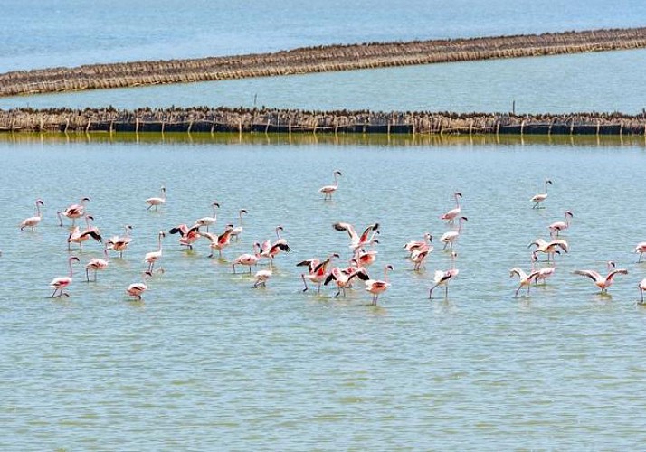 Safari d’une journée au parc de Saadani (Tanzanie) – Transferts hôtels inclus et traversée en bateau depuis Zanzibar