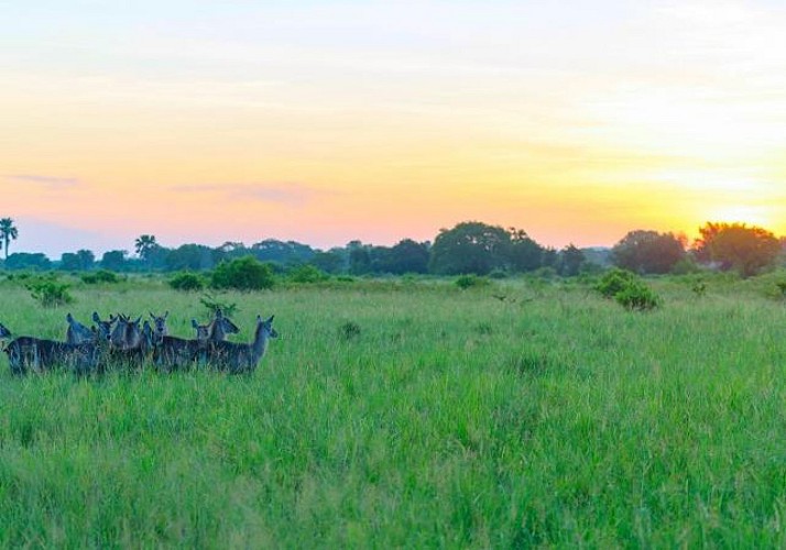 Safari d’une journée au parc de Saadani (Tanzanie) – Transferts hôtels inclus et traversée en bateau depuis Zanzibar