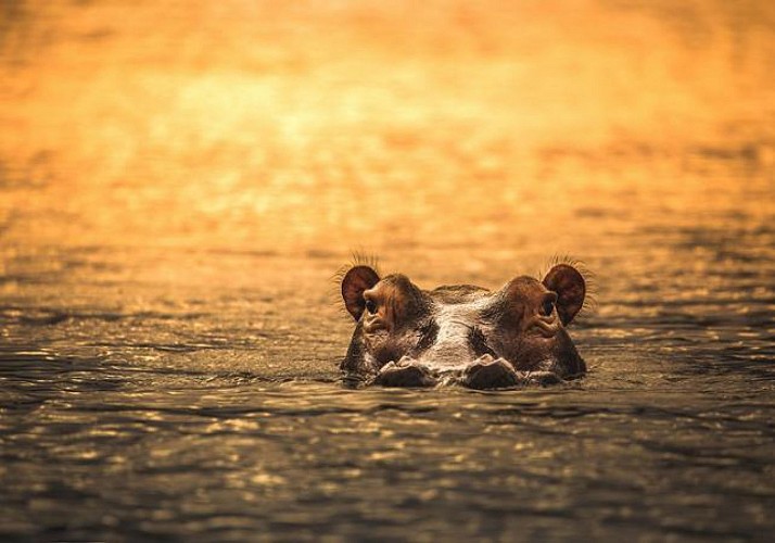 Safari 2 jours/ 1nuit dans la réserve de Selous – Transferts inclus depuis Zanzibar