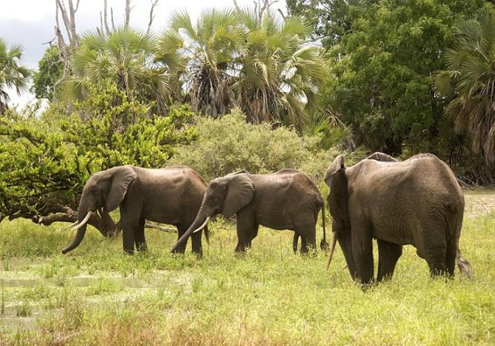 Safari 2 jours/ 1nuit dans la réserve de Selous – Transferts inclus depuis Zanzibar