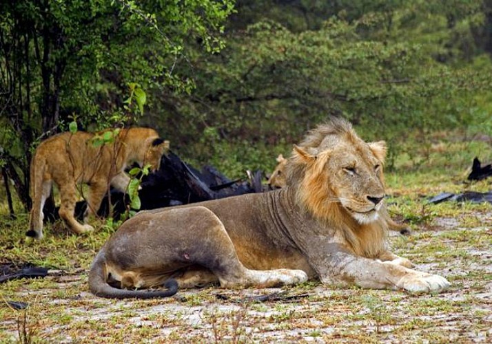 Safari 2 jours/ 1nuit dans la réserve de Selous – Transferts inclus depuis Zanzibar