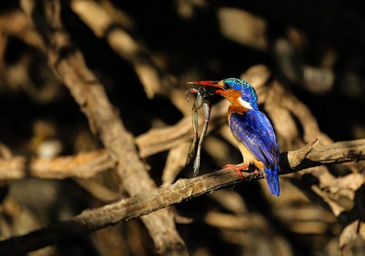 Safari 2 jours/ 1nuit dans la réserve de Selous – Transferts inclus depuis Zanzibar