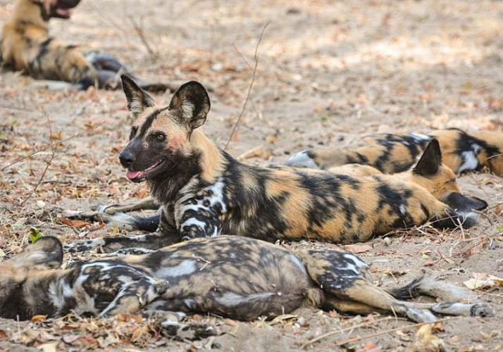 Safari 2 jours/ 1nuit dans la réserve de Selous – Transferts inclus depuis Zanzibar