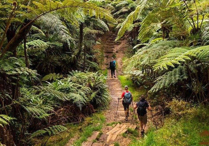 Randonnée guidée dans la forêt de Bélouve & au Trou de Fer - La Réunion