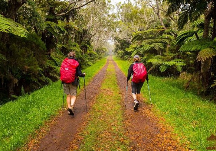 Randonnée guidée dans la forêt de Bélouve & au Trou de Fer - La Réunion