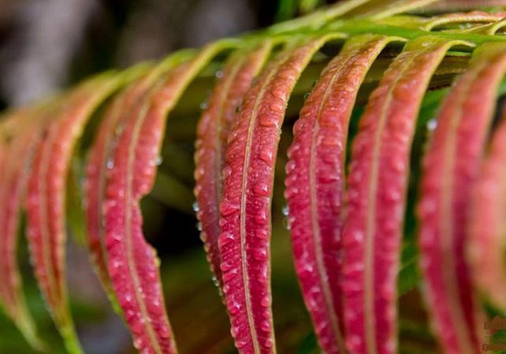 Randonnée guidée dans la forêt de Bélouve & au Trou de Fer - La Réunion
