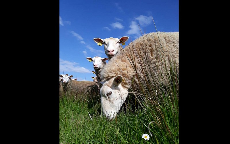 La clé des champs (4)