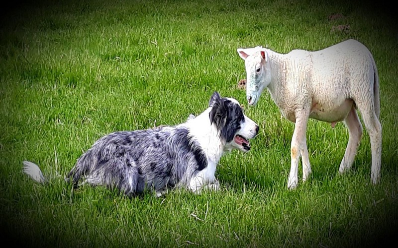 La clé des champs (2)