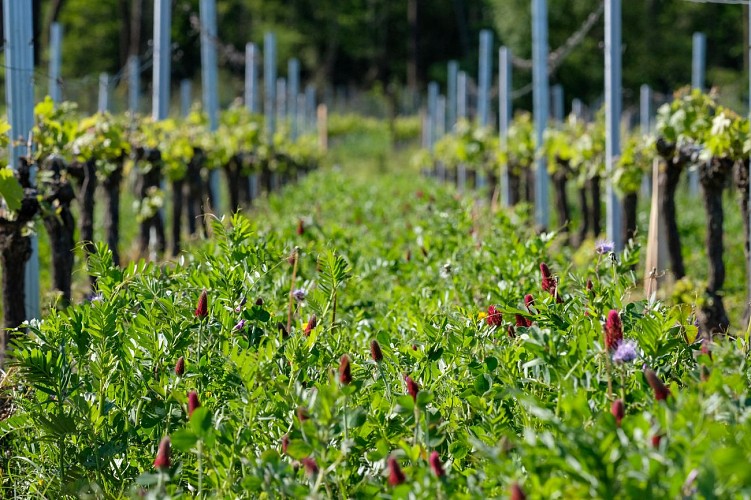 DSCF6554 - Château Anthonic