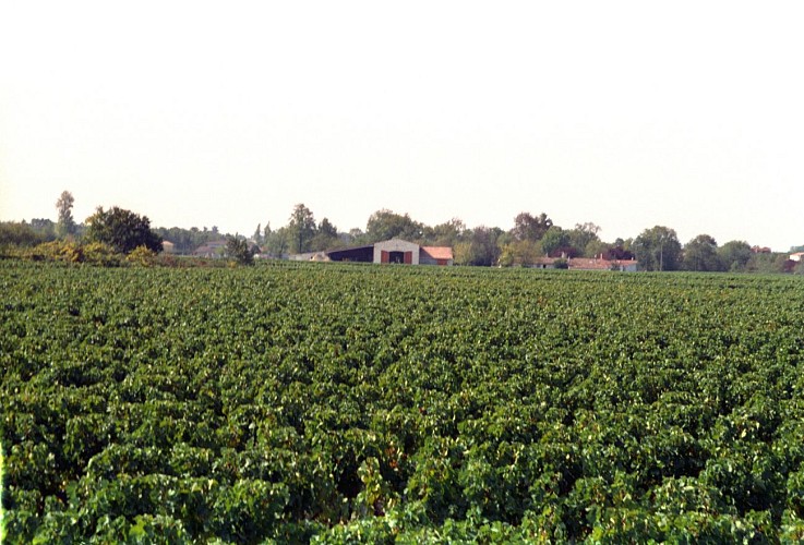 A. vue des vignes 14