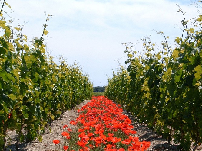 château la Branne 6